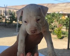 American pitbul terrier
