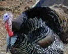 Bakıda Hinduşkalarin satışı