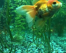 Oranda və rukhin balıqları