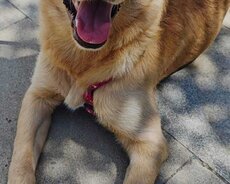Lablador Retriever