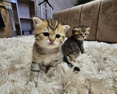Satılır Şotland Pişik