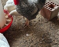 Cavan xoruz və fərələr satılır