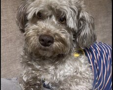 Axtarılır maltipoo