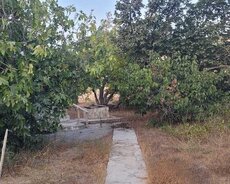 Nardaran lehic baglari