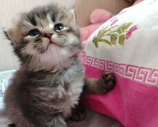 Paroda Şinşila