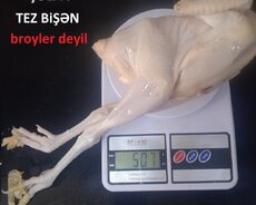 Serebrist Çolpa Əti