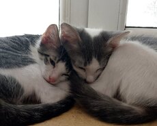 Etibarli ellere piwik balasi