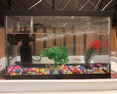 Akvarium və Balıqlar