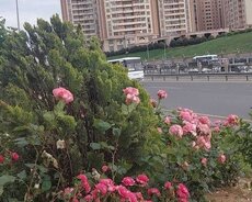 Yeni Yasamal main mtk 3 otaqlı mənzil
