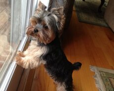 Yorkshire Terrier