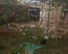Yeni Suraxani