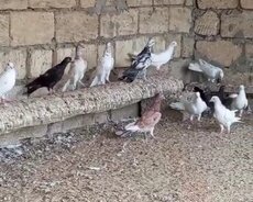 Baki enli quyruq göyərçinlərri