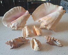 Коллекция ракушек