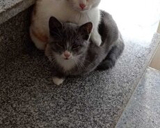 Şotland pişik
