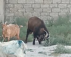 erkek Heleb tekesi