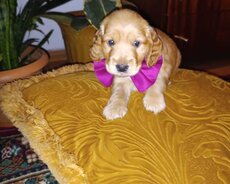 Koker spaniel