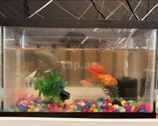 Akvarium Və Balıqlar