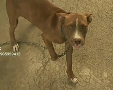 Pitbul balası