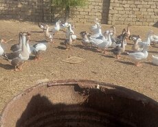 Yerli qaz yumurtası mayalı çox sayda