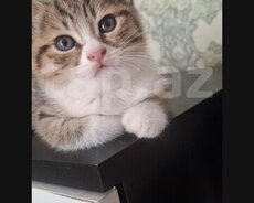 британский котенок