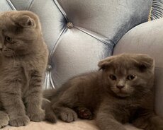шотландские кошки