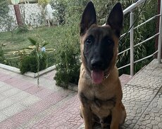 Belçika avcarkasi