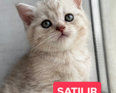 Təmiz ( schottish fold ) cins bala pişiyi