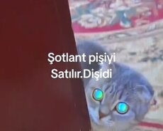Şotlant pişiy balasi