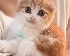 3 aylıq şotlant erkək