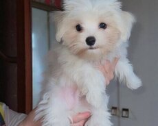 Мини Мальтийская болонка 4 месяца