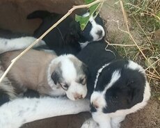 Border collie balasi