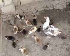 Salam..lal ördek balaları