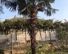 Polima ağacı satılır