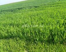 Torpaq Icareye Verilir