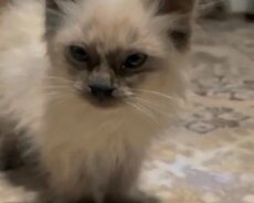 Siam pişik balasi Gözel mehriban insan sever pişik