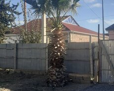 təcili Palma ağaci satiram unvan salyan