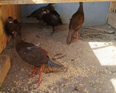 Gümüşü Qırqovullar satılır