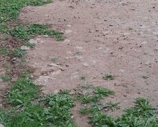 Ferma icarəyə verilir