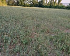 Şəki şəhəri Aşağı Küngüt kəndində 80 sot torpaq sahəsi