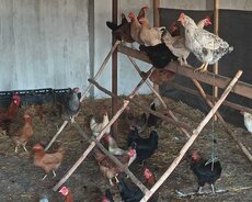 Toyuqlar və Xoruzlar