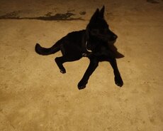 9 aylıq dışi german sthipert şam sağlam və aktif