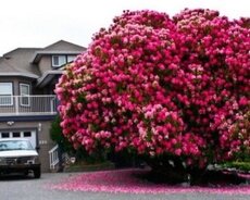 Gözəçi və bağıban işləri