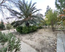 Pirşağı baglari torpaq satilir