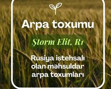 Arpa toxumu - Ştorm Elit və R1