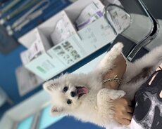 Şpitsi sahibinden satilir