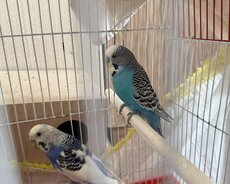 Papuqay satilir cex sortu