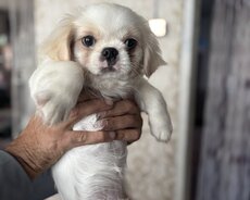 Pekines Balaları satilir