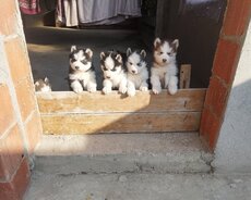 Saf qan malamut balalari var