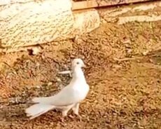 Enli quyruq göyərçin