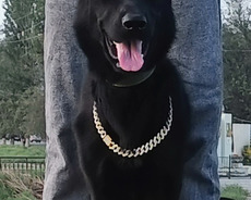 9 aylıq saf qan german stphet